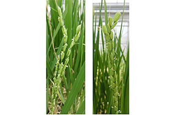 Functional analysis of jasmonic acid receptors in rice