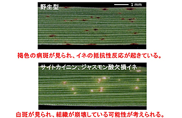 Understanding the functions of plant hormones involved in the disease resistance response of rice plants.